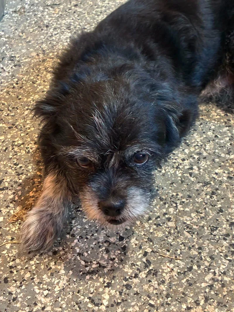 A young small-sized male Terrier dog named Chewy for adoption in Berlin, MD