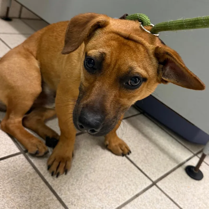 A young small-sized male Yellow / Tan / Blond / Fawn Mixed Breed dog named Doug for adoption in Charleston, WV