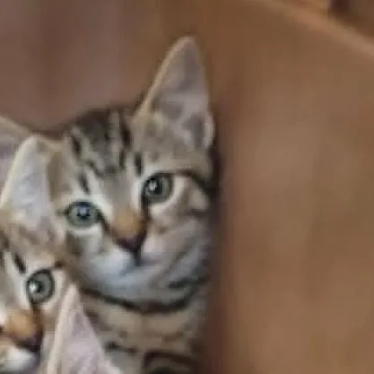 A baby small-sized male Brown / Chocolate Domestic Short Hair cat named Louie  in Cockeysville for adoption in Alexandria, VA