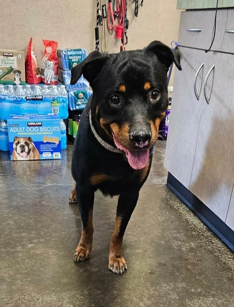 An adult large-sized male Rottweiler dog named Found stray: Eragon for adoption in Rockwall, TX