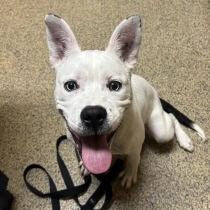 A young small-sized female Cattle Dog dog named Launa for adoption in Merriam, KS