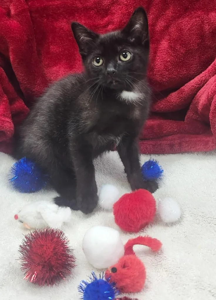 A baby small-sized male Domestic Short Hair cat named Oxford for adoption in Little Rock, AR