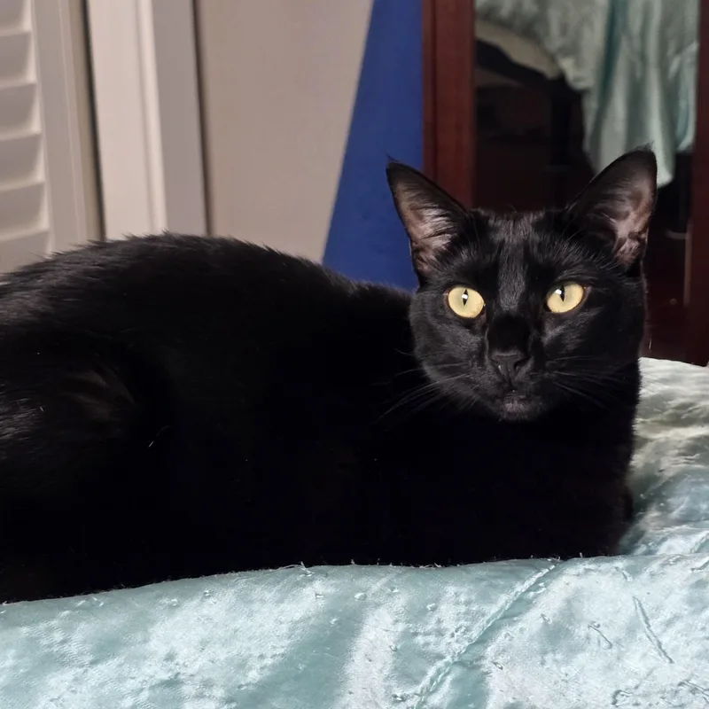 An adult medium-sized female Black Domestic Short Hair cat named Mali for adoption in Silverton, OR