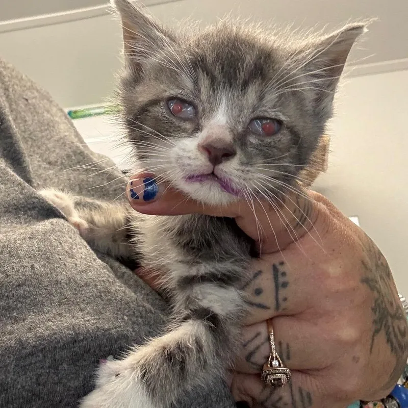 A baby small-sized male Gray / Blue / Silver Domestic Short Hair cat named Lemur for adoption in Pennsville, NJ