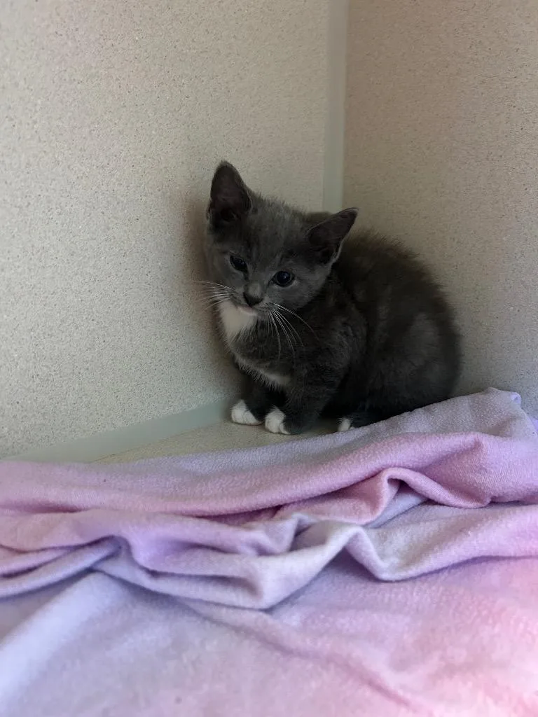 A baby medium-sized male Domestic Short Hair cat named Josh for adoption in Morgantown, KY