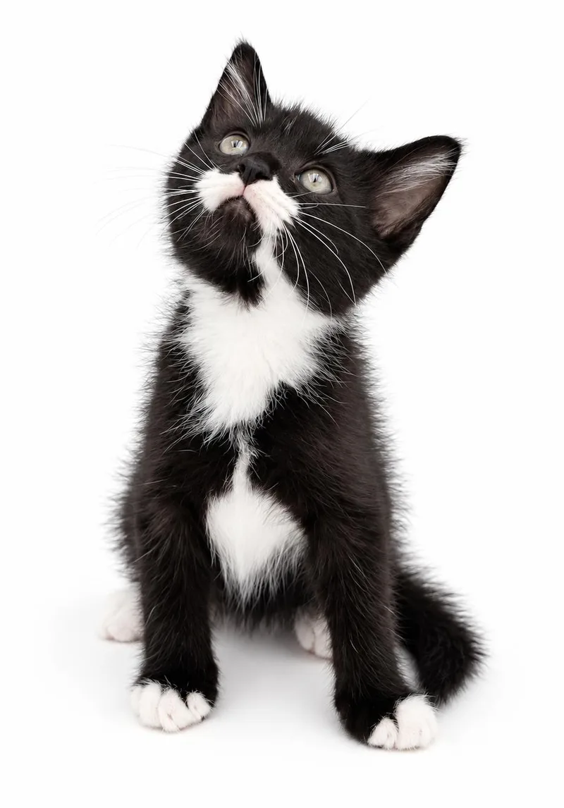 A baby small-sized male Tuxedo cat named Blueberry is a baby for adoption in Bedford Hills, NY