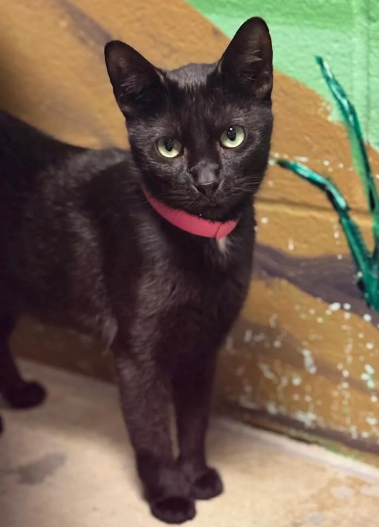 A young medium-sized female Domestic Short Hair cat named Dahlia for adoption in Defiance, OH
