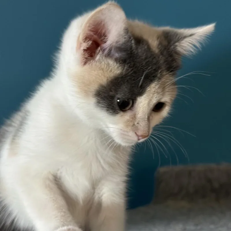 A baby small-sized female Calico Domestic Short Hair cat named Maisy Daisy for adoption in Eaton Rapids, MI