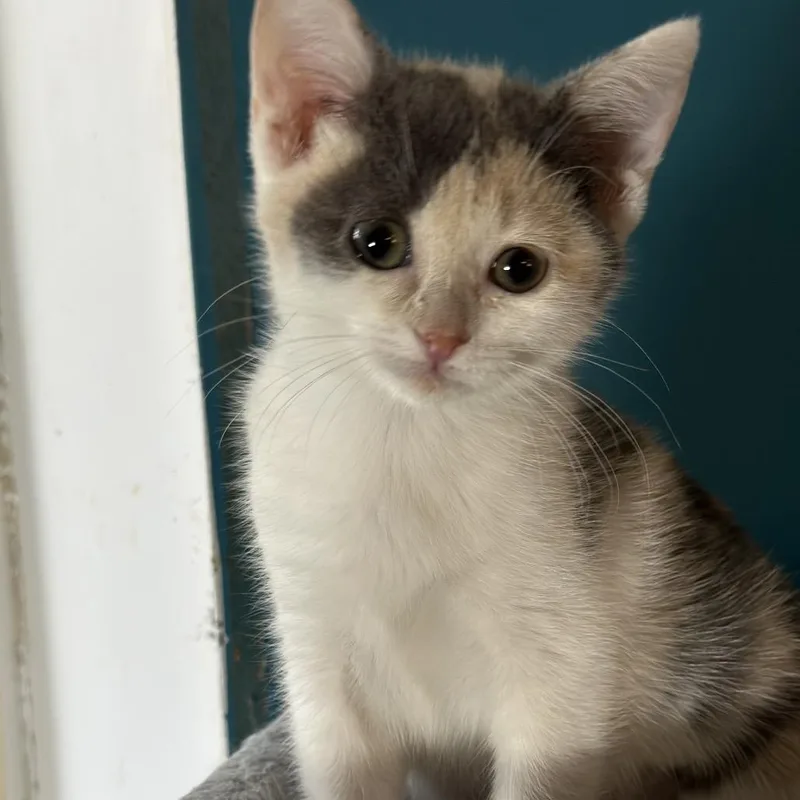 Maisy Daisy thumbnail 2