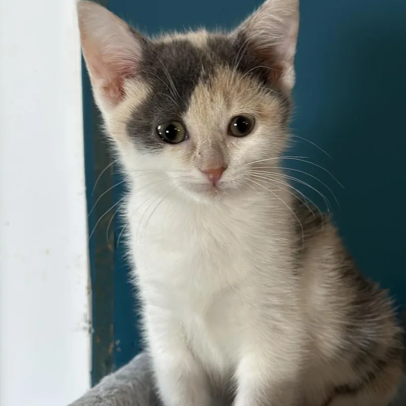 Maisy Daisy thumbnail 3