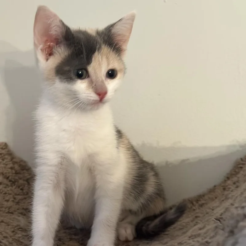 Maisy Daisy thumbnail 4