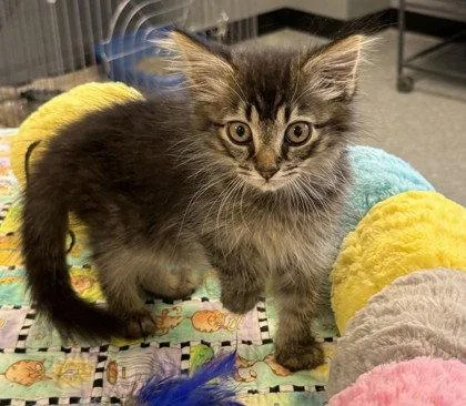A young small-sized male Domestic Medium Hair cat named Nulo for adoption in Midland, VA