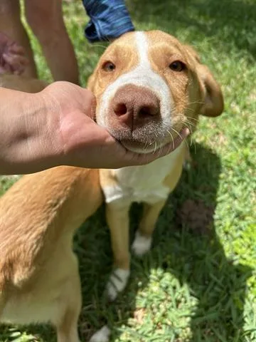 A baby medium-sized male Labrador Retriever dog named A for adoption in Houston, TX