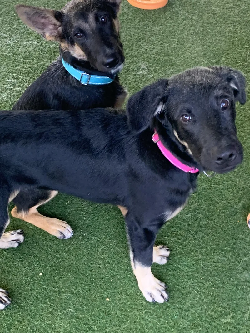 A baby large-sized male Black German Shepherd Dog dog named Cliff for adoption in Grass Valley, CA