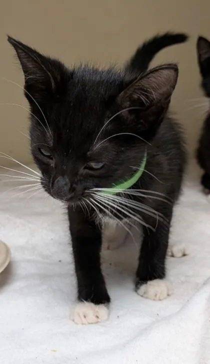 A baby small-sized female Domestic Short Hair cat named Yorick [Lime] for adoption in Chamblee, GA