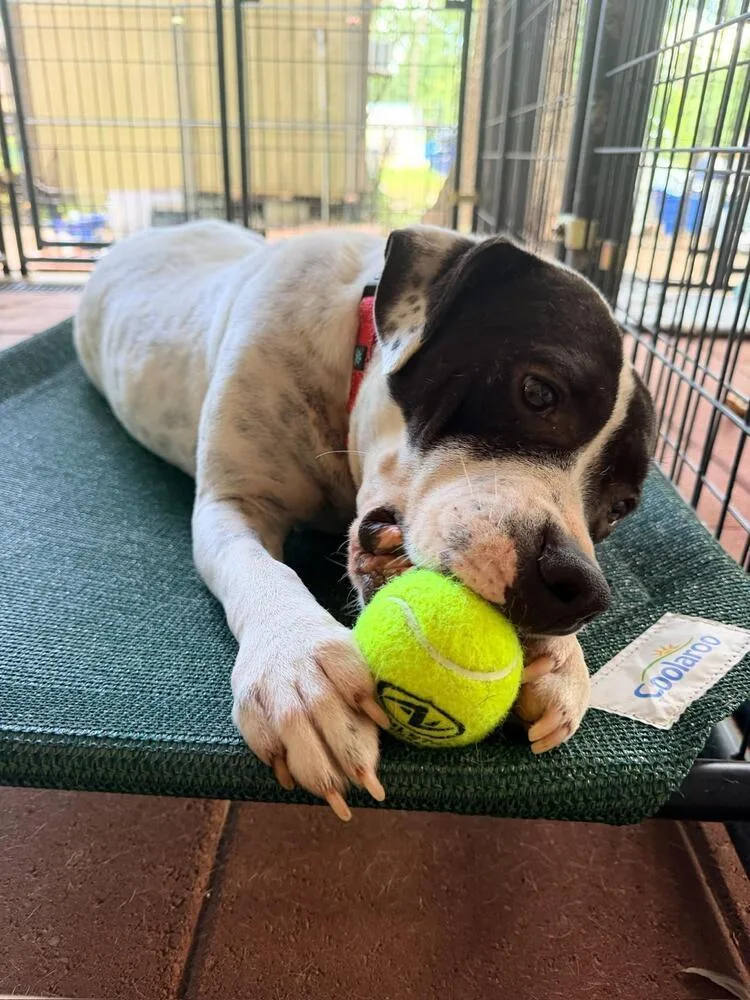 An adult medium-sized female Tricolor (Brown, Black, & White) Pit Bull Terrier dog named Jilly for adoption in Leverett, MA
