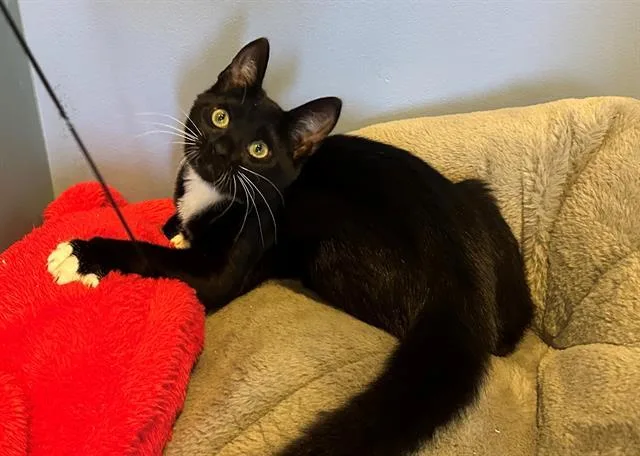 A baby small-sized female Domestic Short Hair cat named Belno Light for adoption in Santa Clara, CA