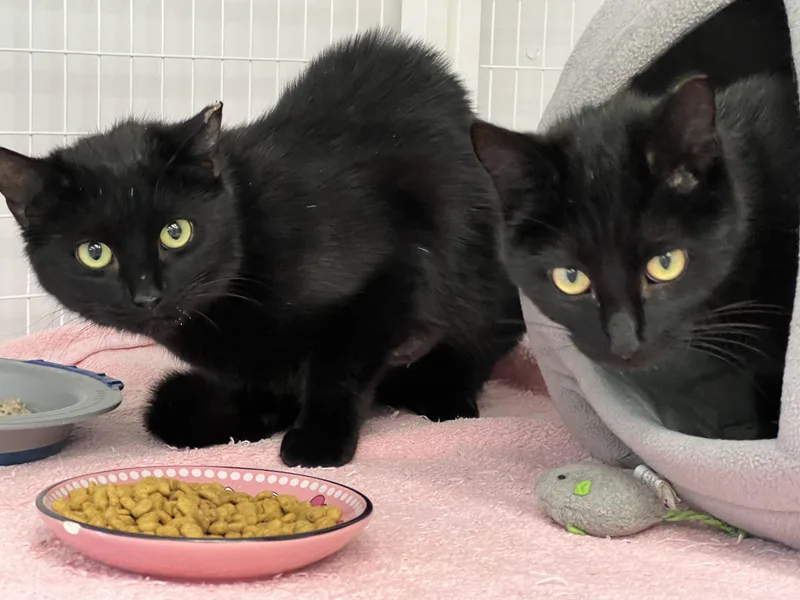 A young medium-sized female Black Domestic Short Hair cat named Sutton & Sienna for adoption in Medfield, MA