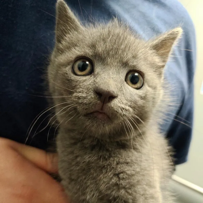 A baby small-sized female Gray / Blue / Silver Domestic Short Hair cat named Fifer for adoption in Allentown, PA