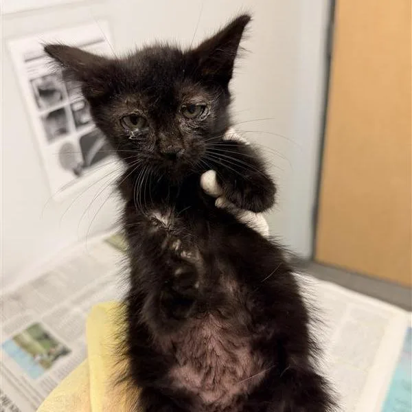 A baby small-sized female Domestic Short Hair cat named Delilah for adoption in Jacksonville, FL