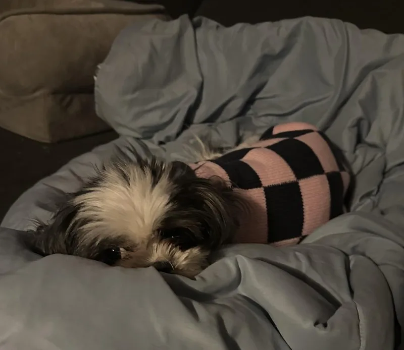 Oreo Cookie thumbnail 6