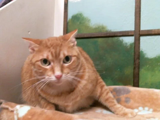 An adult large-sized female Domestic Short Hair cat named Tora for adoption in Houston, TX