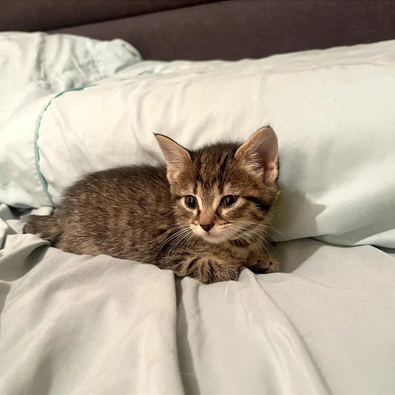 A baby medium-sized female Tabby (Brown / Chocolate) Domestic Short Hair cat named Maera for adoption in Kansas City, KS