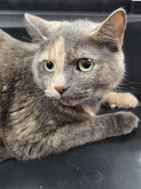 A young small-sized female Domestic Short Hair cat named Barbie for adoption in Aliquippa, PA