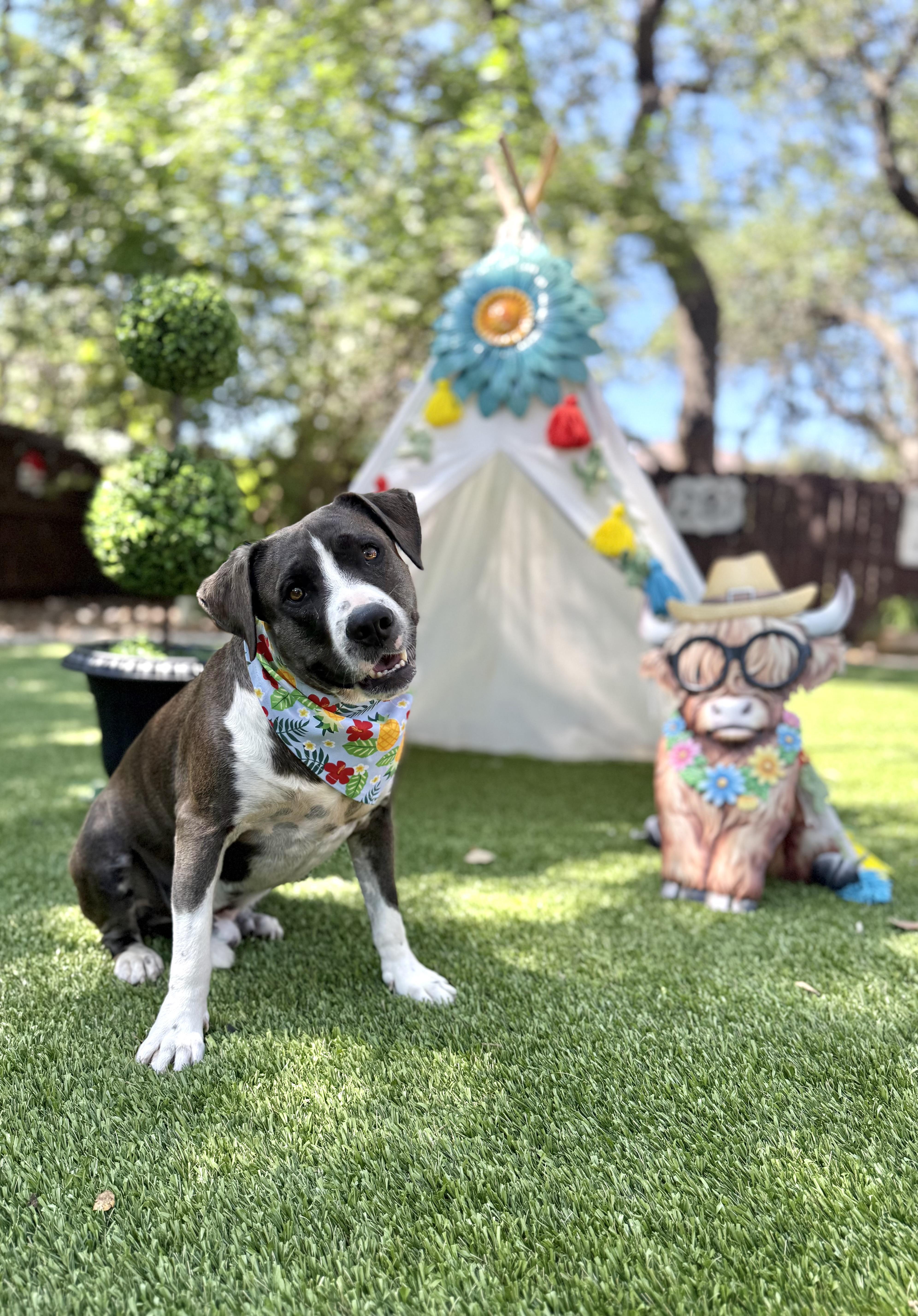 An adult large-sized male Gray / Blue / Silver Labrador Retriever dog named James for adoption in San Antonio, TX