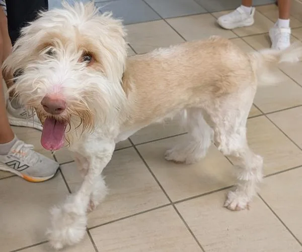 An adult large-sized male Labrador Retriever dog named Koda for adoption in Virginia Beach, VA