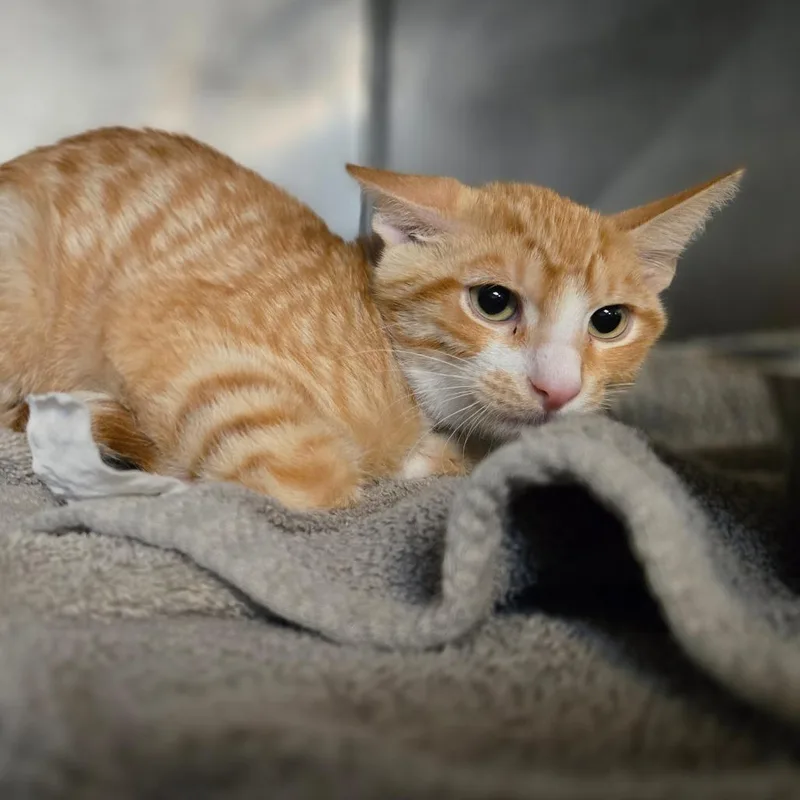 A baby small-sized male Domestic Short Hair cat named Tortilla for adoption in San Jacinto, CA