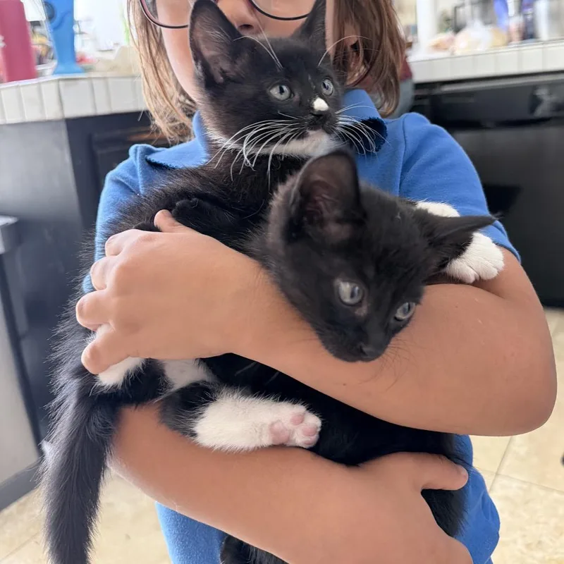 A baby small-sized female Black Domestic Short Hair cat named Boop for adoption in Tustin, CA