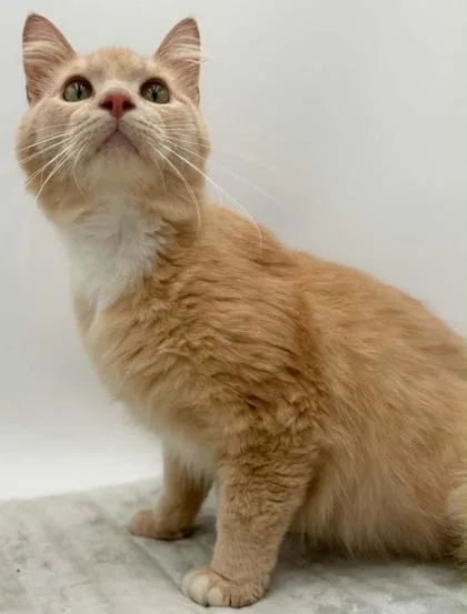 An adult large-sized male Domestic Long Hair cat named BookerFIV+ for adoption in Bowling Green, KY