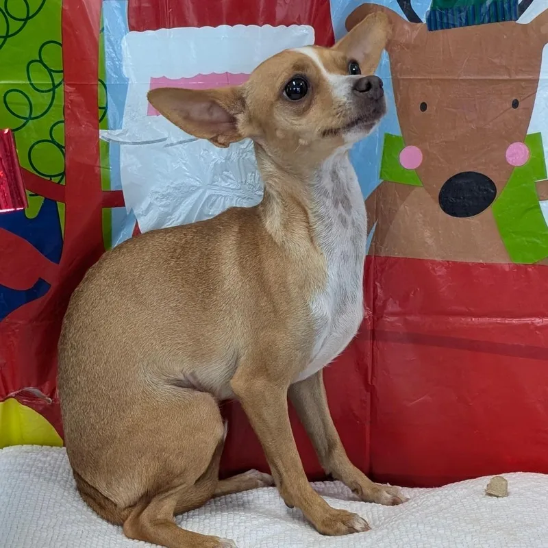 An adult small-sized female Chihuahua dog named Doodle for adoption in Chico, CA
