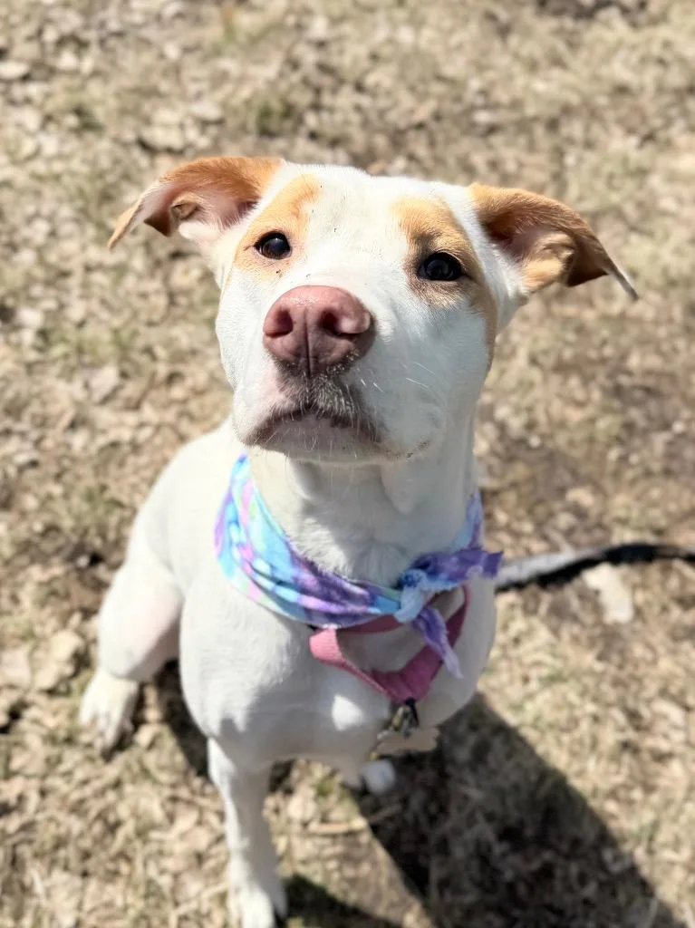 A young medium-sized female Mixed Breed dog named Nezuko for adoption in Menomonie, WI