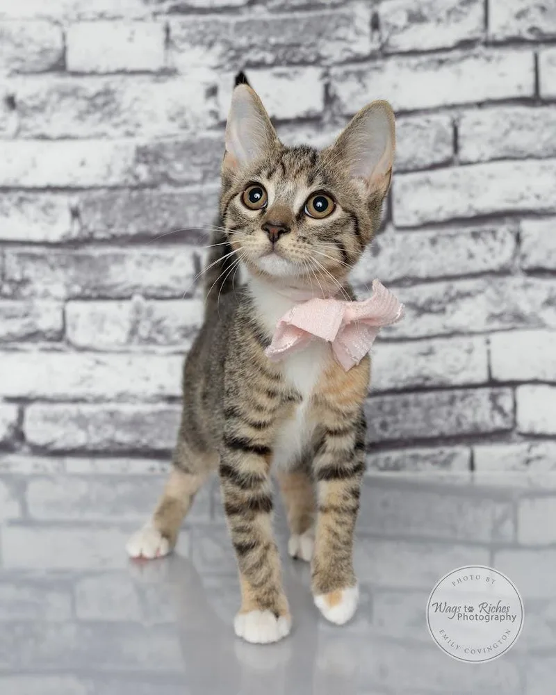 Tori the Torbie thumbnail 6