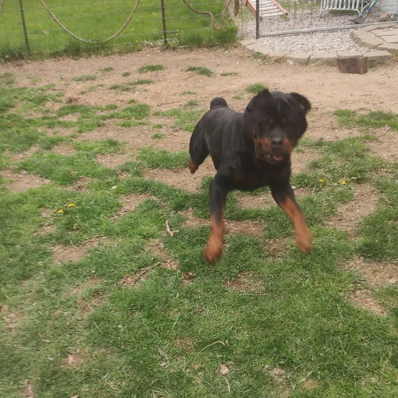An adult large-sized male Black Rottweiler dog named Loki for adoption in Polk, OH