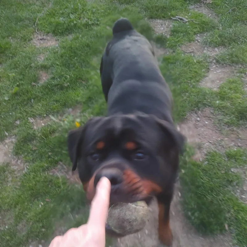 Loki thumbnail 6