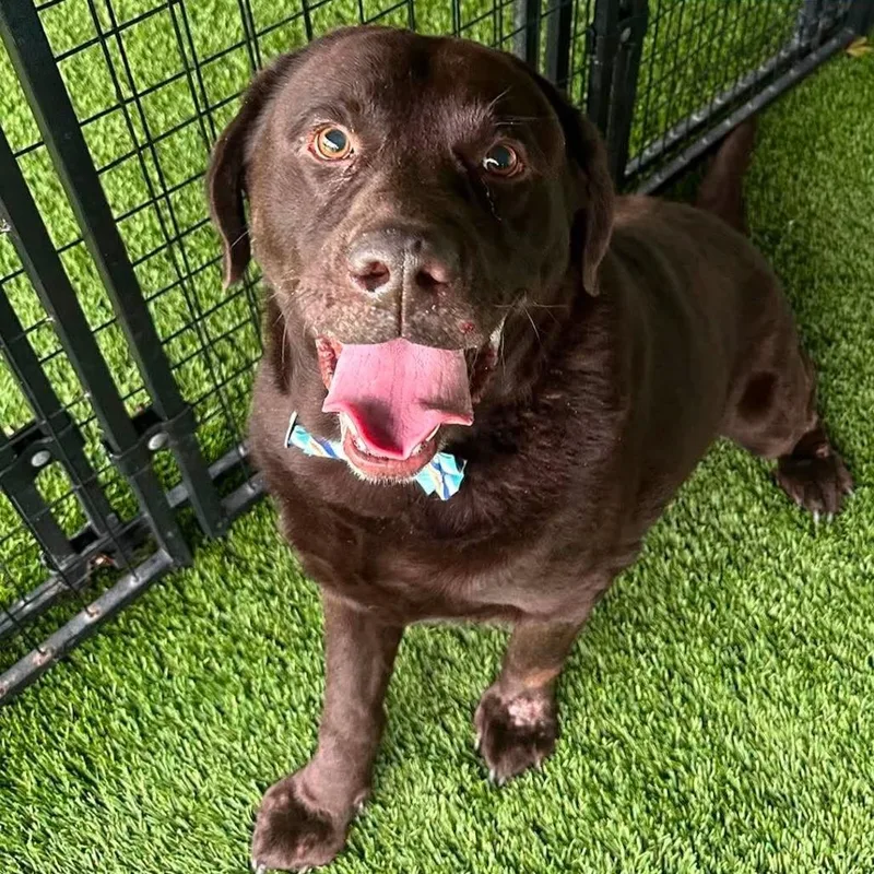 A senior large-sized male Brown / Chocolate Chocolate Labrador Retriever dog named Loki for adoption in Tampa, FL
