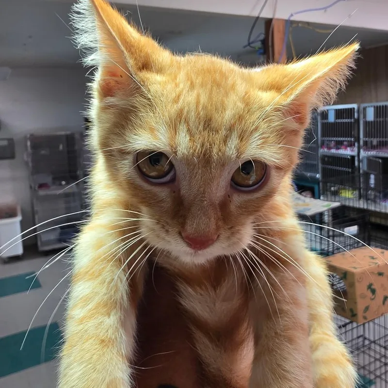 A baby small-sized male Orange / Red Domestic Short Hair cat named Archie for adoption in Leander, TX