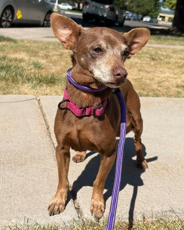 An adult small-sized female Chihuahua dog named Coco for adoption in Windsor, CO