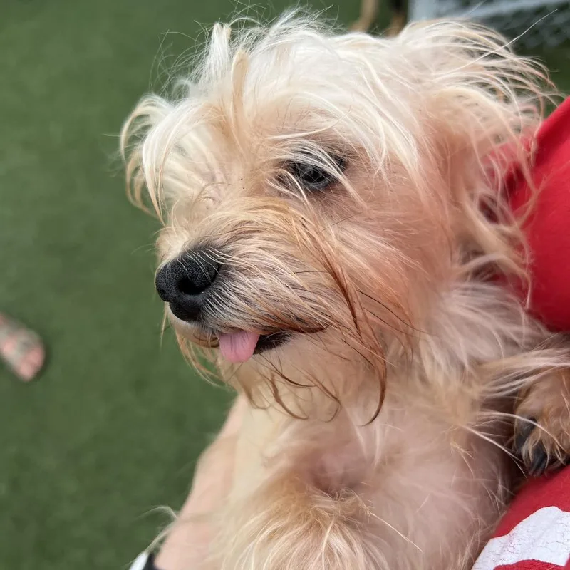 A young small-sized female Yellow / Tan / Blond / Fawn Mixed Breed dog named Coco for adoption in Troy, IL