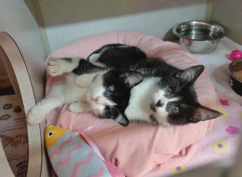 A baby small-sized female Black & White / Tuxedo Domestic Short Hair cat named Parody for adoption in Delhi, NY