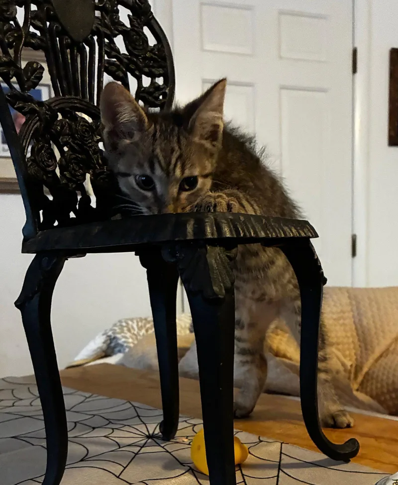 A young medium-sized male Domestic Short Hair cat named Snap for adoption in Cuyahoga Falls, OH