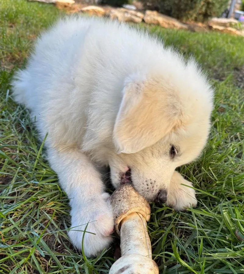 A baby large-sized male White / Cream Great Pyrenees dog named Labububoy for adoption in Kiowa, OK