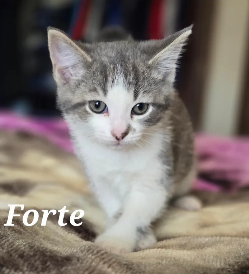 A baby medium-sized male Tabby (Gray / Blue / Silver) Domestic Short Hair cat named Forte for adoption in La Crescent, MN