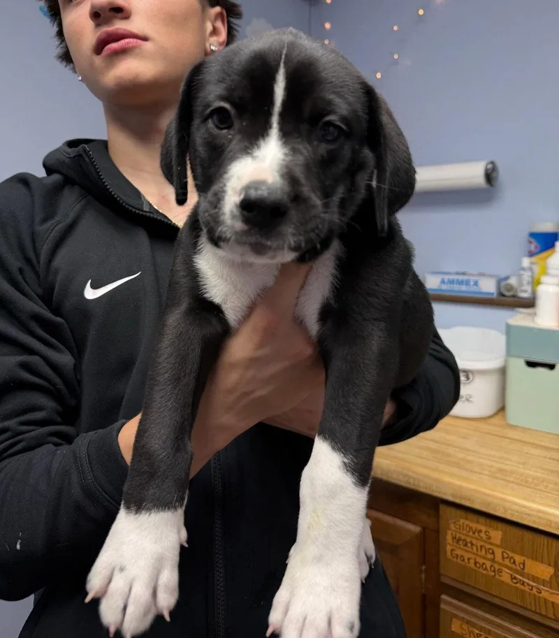 A baby medium-sized male Labrador Retriever dog named Jett for adoption in GILBERTS, IL