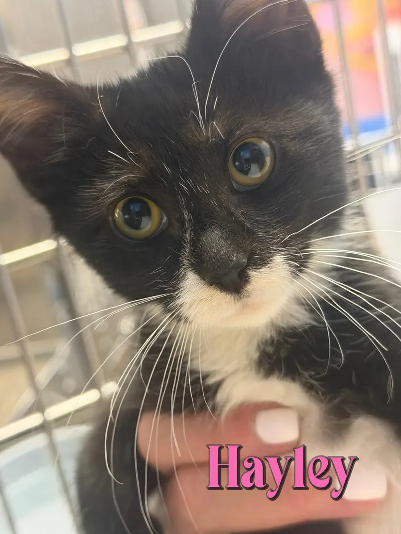 A baby medium-sized female Domestic Short Hair cat named Hayley for adoption in Spring Lake, NJ