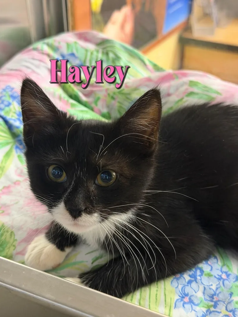 Hayley thumbnail 3