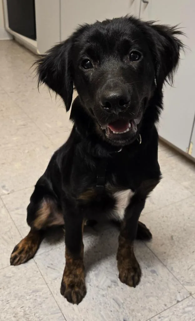 A baby medium-sized male Labrador Retriever dog named Gatsby for adoption in Sandusky, OH